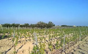 La Mimosa Case Vacanze Marsala 0*,
