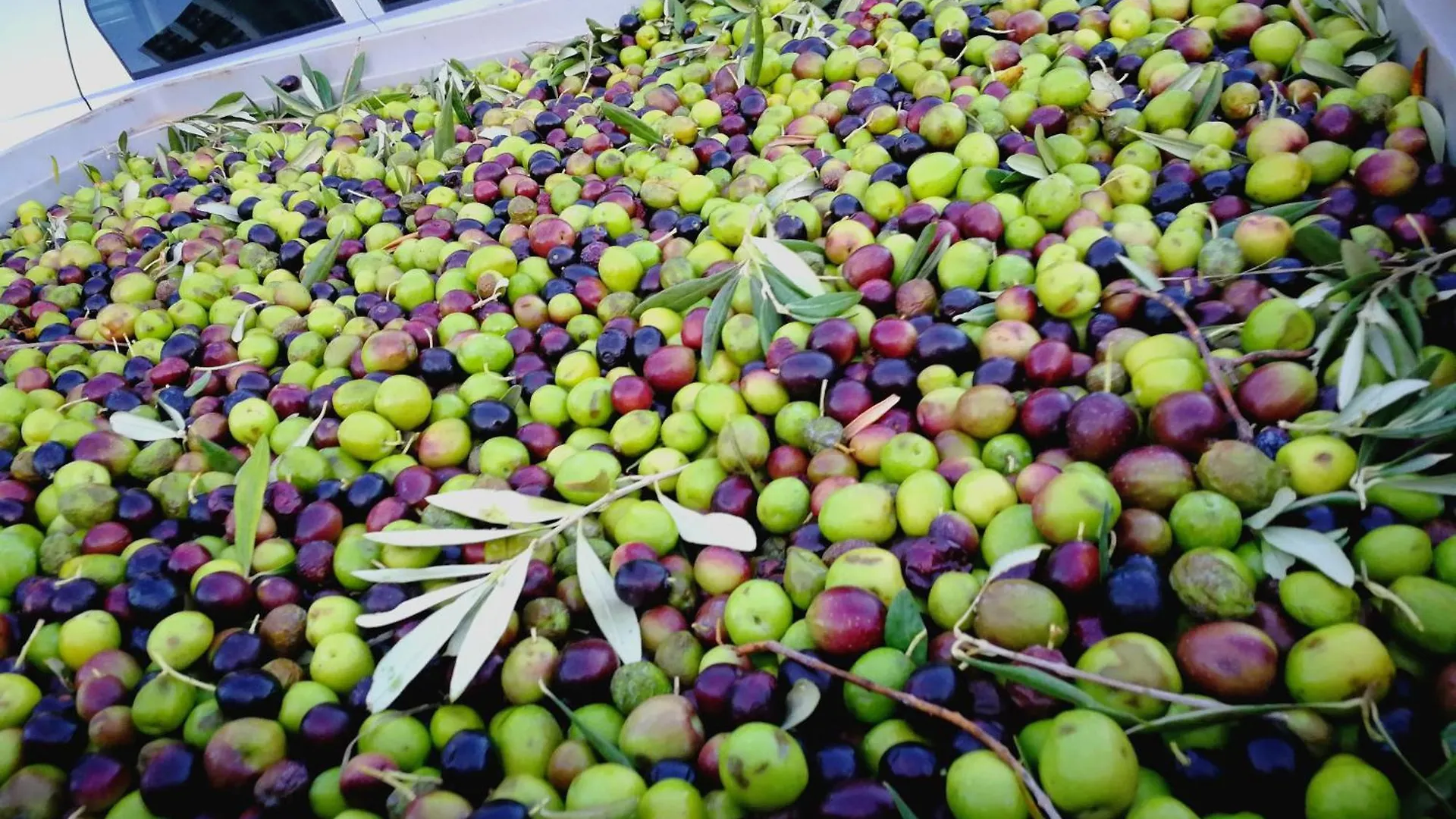 La Mimosa Case Vacanze Marsala Bauernhof