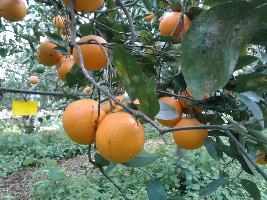 La Mimosa Case Vacanze Marsala Bauernhof